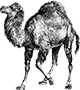 Perl